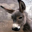 Donkey APK icon