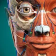 Anatomy Learning - 3D Atlas APK icon