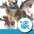 Animal Pose Collection APK icon