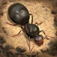 The Ants: Underground Kingdom APK icon