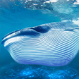 The Blue Whale APK icon