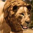 Ultimate Lion Simulator APK icon